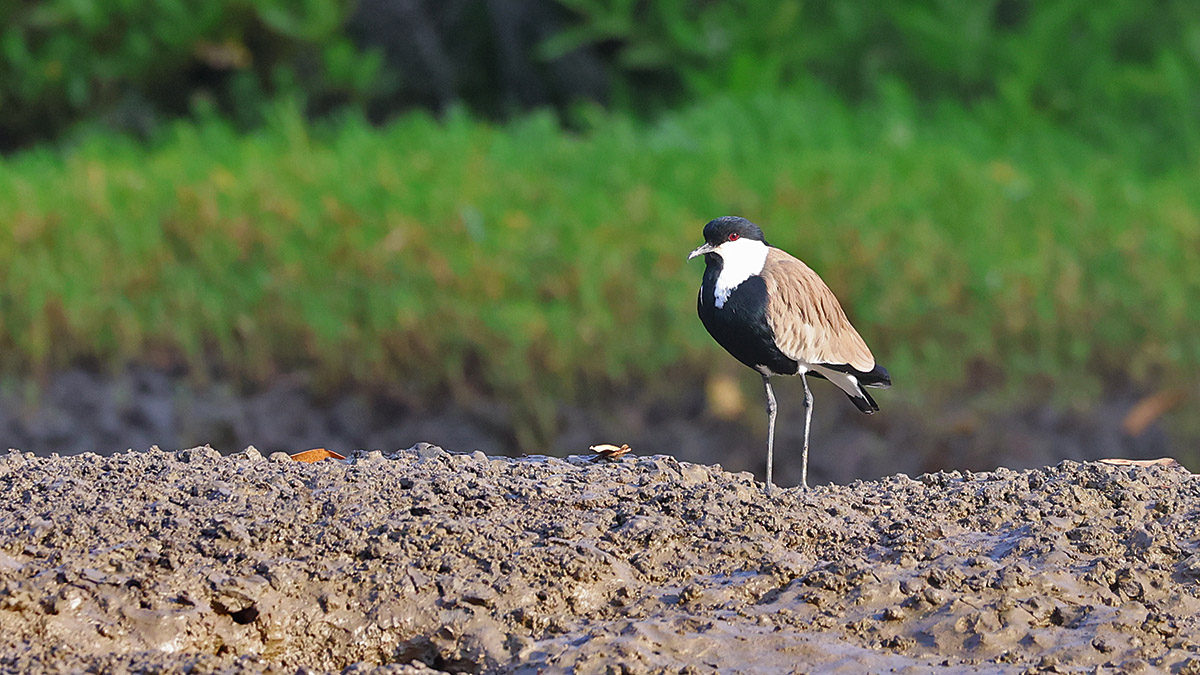 Spur-winged Lapwing